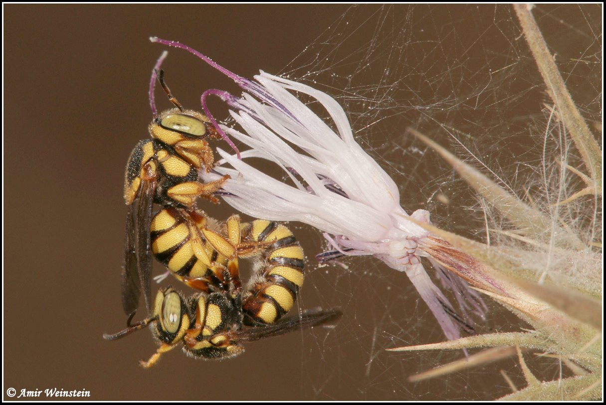 Unidentifid nest (Anthidiellum sp. - Apidae Megachilinae)